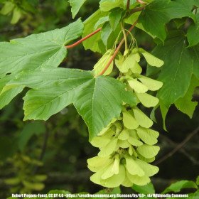 Sycomore maple, Acer pseudoplatanus